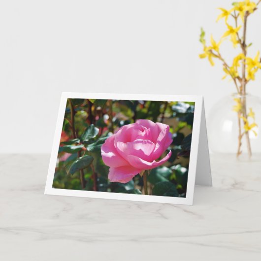 Roze bloementuinroos kaart (Gele Bloem)
