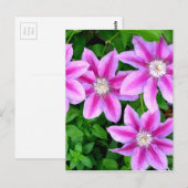 Roze bloemenwild Oregano botanisch groen Briefkaart (Voorkant / Achterkant)