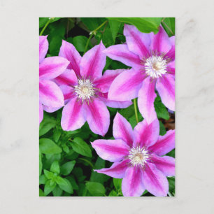 Roze bloemige wilde oregano botanische groenvoorzi briefkaart