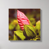 Roze Bloemknop Bloementuin foto single Canvas Afdruk (Voorkant)