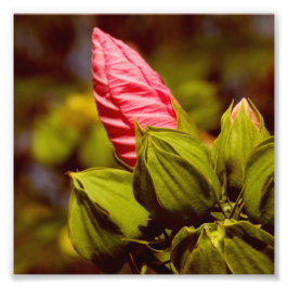 Roze Bloemknop Kodak Professioneel fotopapier Foto Afdruk