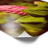 Roze Bloemknop Kodak Professioneel fotopapier Foto Afdruk (Hoek)