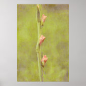 Roze Bloemknoppen Gladiolus Art Poster (Voorkant)