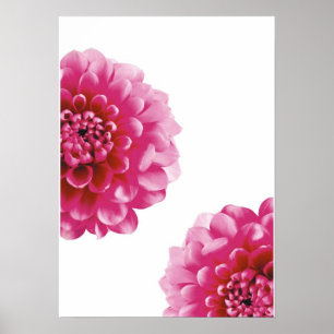 roze bloemkool poster