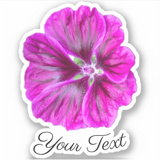 Roze bloempitten met gele stempels in de lente sticker (Voorkant)