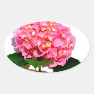 Roze bloemroze bloemroze floraal ovale sticker