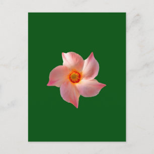 Roze bloemsierkunst briefkaart