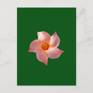 Roze bloemsierkunst briefkaart