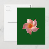 Roze bloemsierkunst briefkaart (Voorkant / Achterkant)