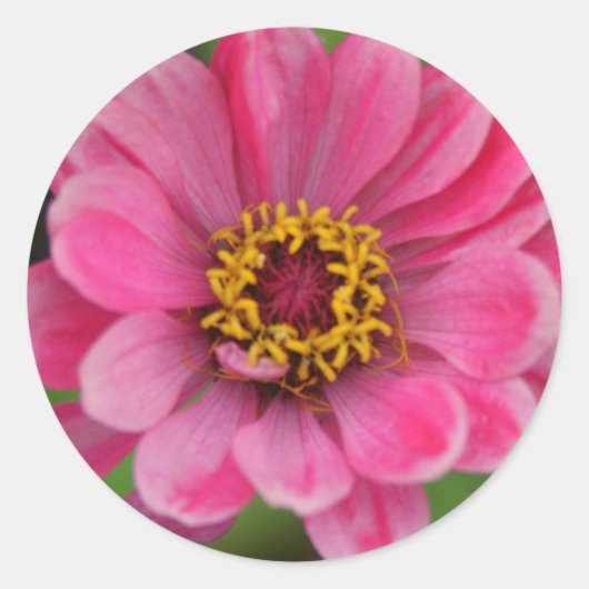 roze bloemsticker ronde sticker (Voorkant)