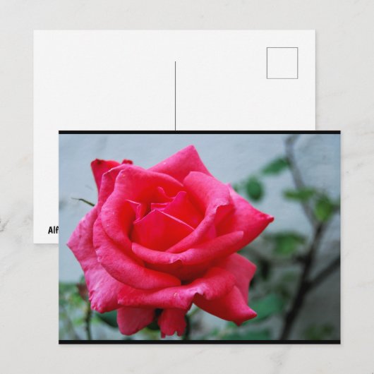 Roze Bloemstuk Roos Portret Briefkaart (Voorkant / Achterkant)