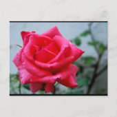 Roze Bloemstuk Roos Portret Briefkaart (Voorkant)