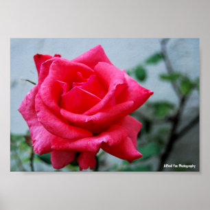 Roze Bloemstuk Roos Portret Poster