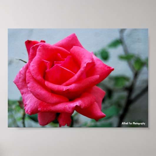Roze Bloemstuk Roos Portret Poster (Voorkant)