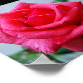 Roze Bloemstuk Roos Portret Poster (Hoek)