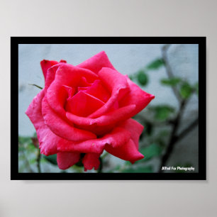 Roze Bloemstuk Roos Portret Poster