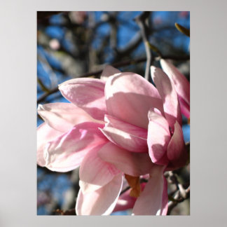 Roze bloesem 3 poster