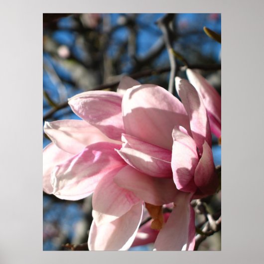 Roze bloesem 3 poster (Voorkant)