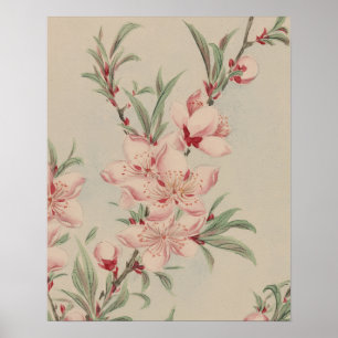 ROZE BLOESEM BOTANISCHE KUNST UIT HET VERLEDEN POSTER