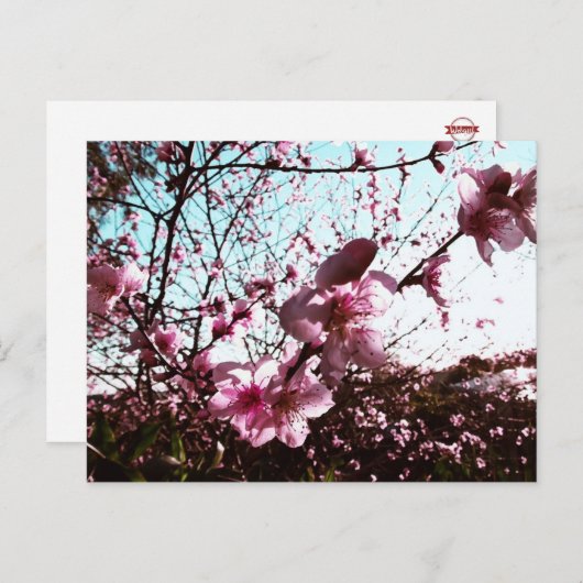 Roze bloesem Briefkaart (Voorkant / Achterkant)