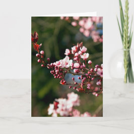 Roze bloesem in het warme zomerlicht kaart