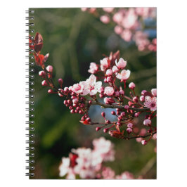 Roze bloesem in het warme zomerlicht notitieboek