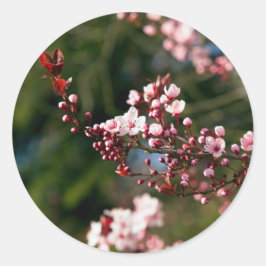 Roze bloesem in het warme zomerlicht ronde sticker