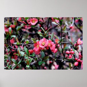 Roze Bloesem Lente Poster