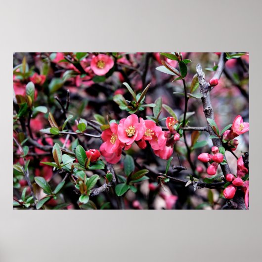 Roze Bloesem Lente Poster (Voorkant)