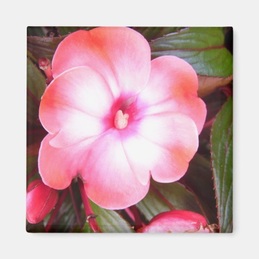 Roze bloesem magneet (Voorkant)