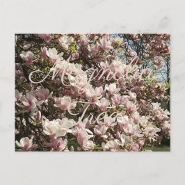 Roze Bloesem Magnolia Boom Bloemen Fotografie Briefkaart