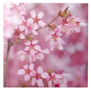 Roze bloesem tegeltje