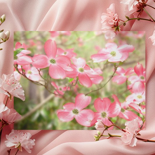 Roze Bloesem van de Cornus Briefkaart