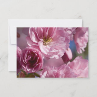 Roze Bloesems