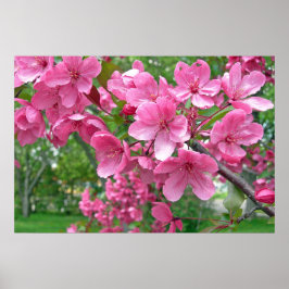 Roze bloesems Afdrukken Poster