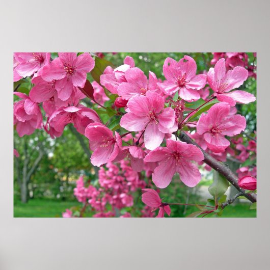 Roze bloesems Afdrukken Poster (Voorkant)