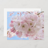 Roze bloesems Blue Sky. Briefkaart (Voorkant / Achterkant)