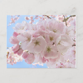 Roze bloesems Blue Sky. Briefkaart