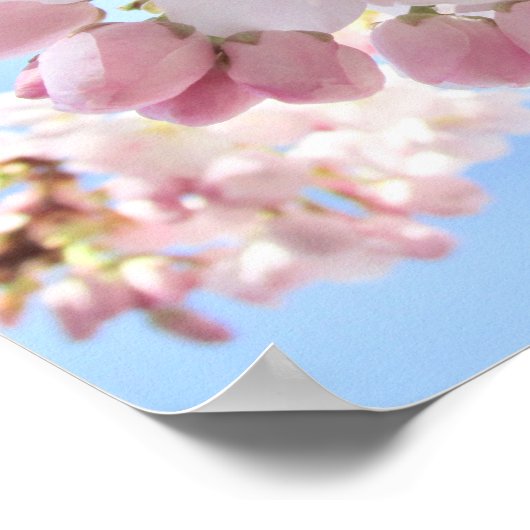 Roze bloesems Blue Sky. Poster (Hoek)