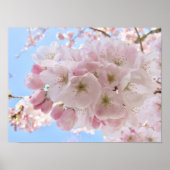 Roze bloesems Blue Sky. Poster (Voorkant)