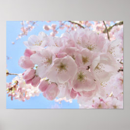 Roze bloesems Blue Sky. Poster