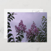 Roze bloesems briefkaart (Voorkant / Achterkant)