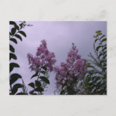 Roze bloesems briefkaart (Voorkant)