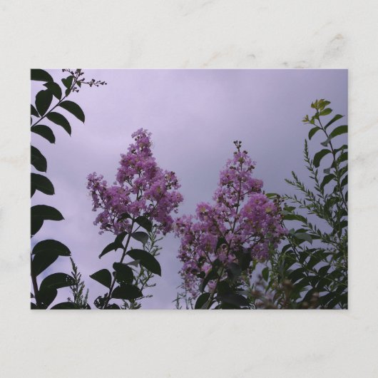 Roze bloesems briefkaart (Voorkant)