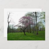 Roze bloesems briefkaart (Voorkant / Achterkant)