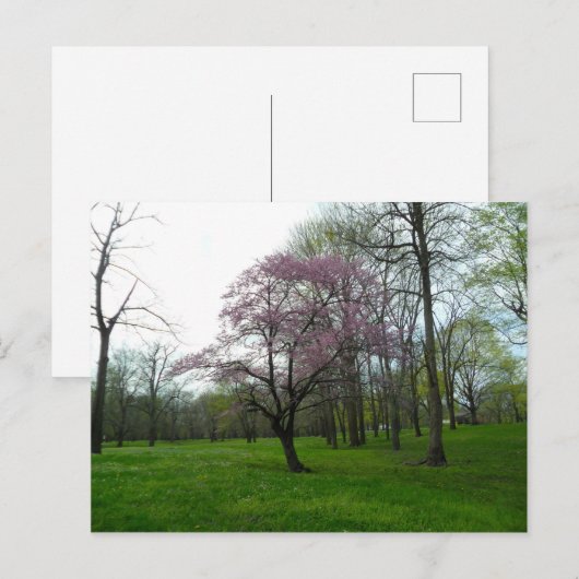 Roze bloesems briefkaart (Voorkant / Achterkant)