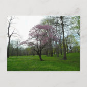 Roze bloesems briefkaart (Voorkant)