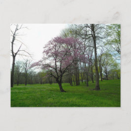 Roze bloesems briefkaart