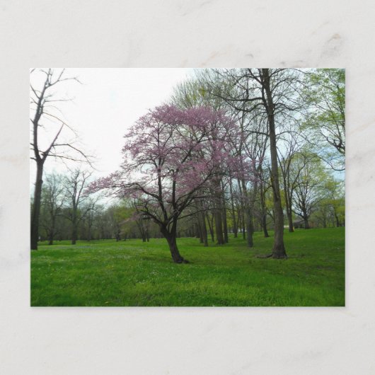 Roze bloesems briefkaart (Voorkant)