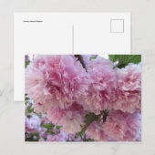 Roze bloesems briefkaart (Voorkant / Achterkant)